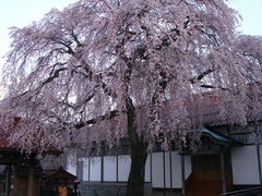 グッチーさんの極楽寺（鳥取県倉吉市）の投稿写真1