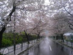 t-astroさんの長瀞の桜の投稿写真1