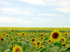 ႿႳ̂Ђ܂̋uւ̓eʐ^1