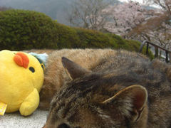 �������������̎ʐ^1