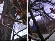 �ԓ�����̏�����i�����̃G�h�q�K���j�̓��e�ʐ^1