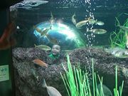 ߂؁B̎ΎRكSrEX̓eʐ^1