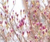 イ񂳂̌UێR̓eʐ^1