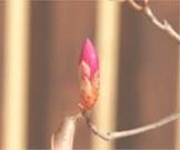 イ񂳂̗_R̃VIccW̓eʐ^1