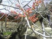 �ԓ�����̏�����i�����̃G�h�q�K���j�̓��e�ʐ^1