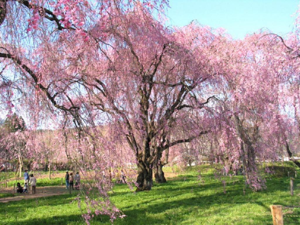 米内のしだれ桜群