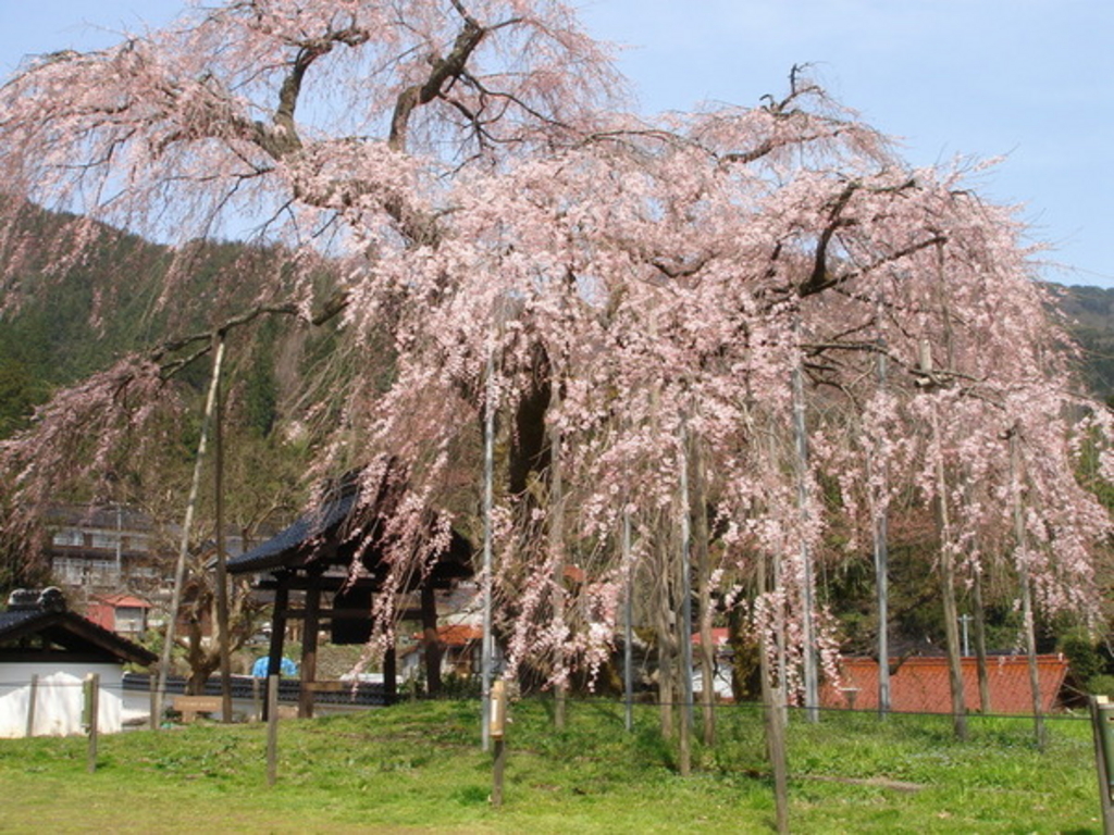 【泰雲寺のしだれ桜】アクセス・営業時間・料金情報 - じゃらんnet