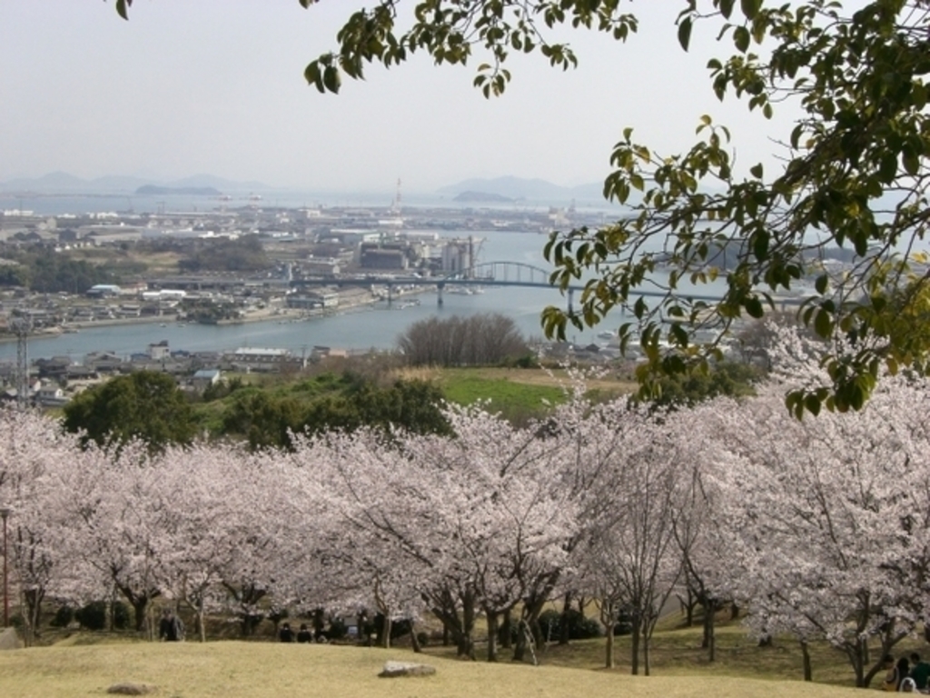 円通寺公園の桜・ツツジ