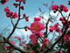 こきりこさんの兼六園の梅の投稿写真1