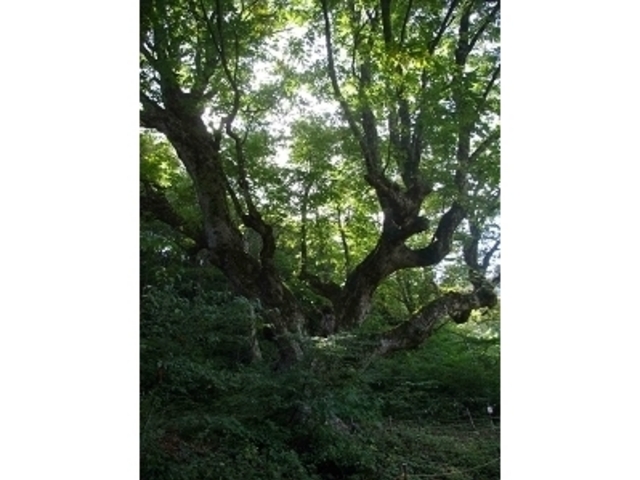 shirobe����̏����H�̑�g�`�̓��e�ʐ^1