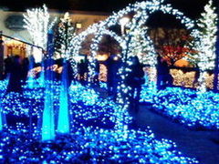 �Ȃ΂Ȃ̗��̎ʐ^1