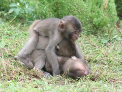 ���܂݂ق���̔g���胂���L�[�x�C�ւ̓��e�ʐ^1