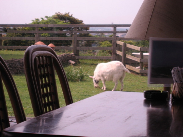 Cafe@Restaurant@̃AgG