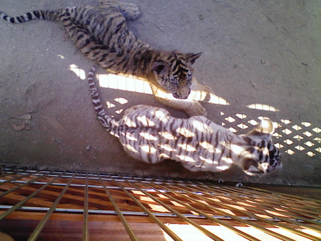 ����Ƃ蓮����