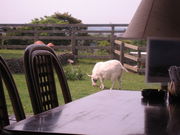 siroCafe@Restaurant@̃AgG̓eʐ^1