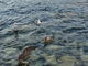 チップさんの浄土ヶ浜海水浴場の投稿写真1