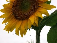 ̂񂳂̂Ђ܂̋uւ̓eʐ^1