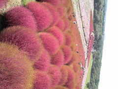 �Ђ�肳��̍��c�Ђ����C�l�����ւ̓��e�ʐ^1