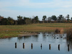 kazumiringo̊Co[hp[NixRV`ՊC쒹jւ̓eʐ^1