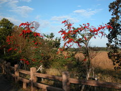 kazumiringo̊Co[hp[NixRV`ՊC쒹jւ̓eʐ^1