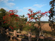 kazumiringo̊Co[hp[NixRV`ՊC쒹j̓eʐ^1