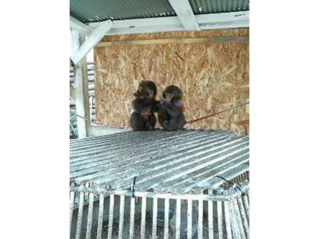 ����Ƃ蓮����