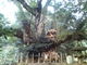 ぽちさんの巨木シイの木・スダジイの投稿写真1