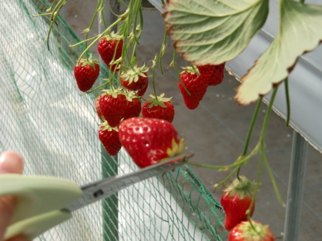 ݂̃}}̃Oف@Oc̓eʐ^1