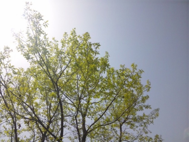 �U�R�𗬊ف@�G�̗�