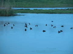 kazumiringo̊Co[hp[NixRV`ՊC쒹jւ̓eʐ^1