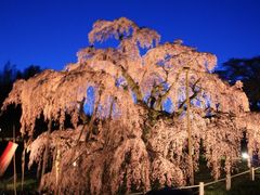 ＤＵさんの三春滝桜の投稿写真1
