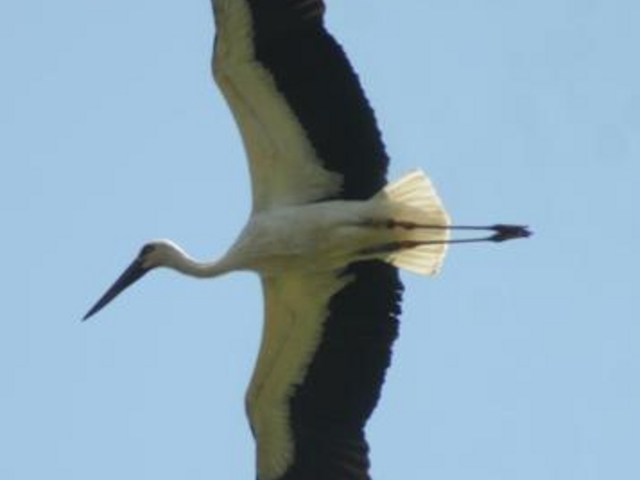 ���Ɍ����R�E�m�g���̋�����