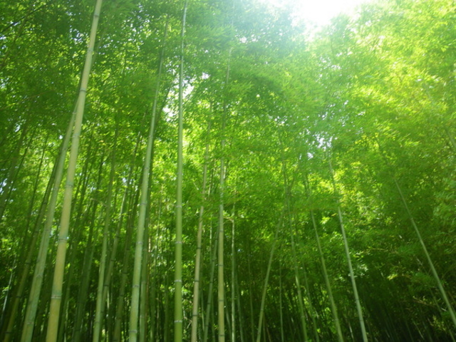 񂯂ǂ̖Џ@|т̓eʐ^1