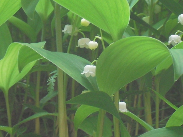 ����̂�������̓f�R�X�Y�����Q���̓��e�ʐ^1