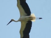 �h�[�\�i�C�g����̕��Ɍ����R�E�m�g���̋������̓��e�ʐ^1