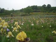 nabehumĩACX̋u̓eʐ^1