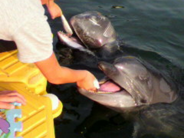 ���{�h���t�B���Z���^�[