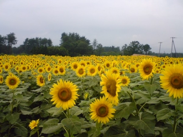 �n�C�W�̑��@�N������