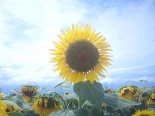 �n�C�W�̑��@�N������