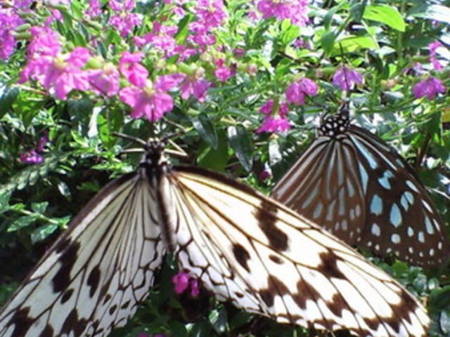 �䓪�����u�Ԃ��傤�V�فv