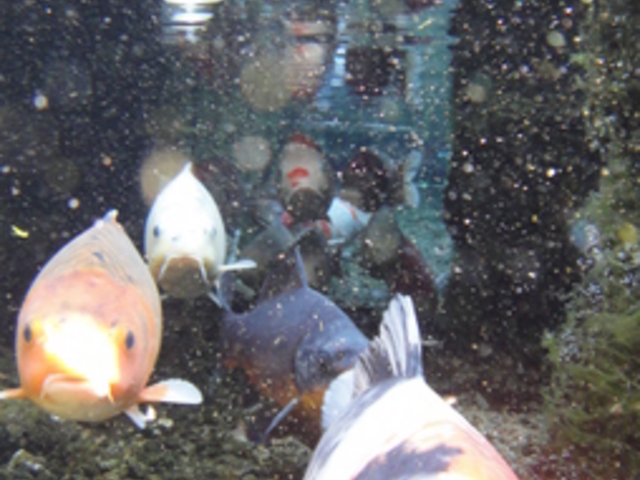 ��̉j���܂�