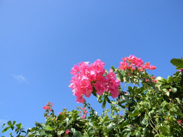 �u�[�Q���r���A