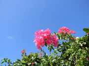 �낱��������̃u�[�Q���r���A�̓��e�ʐ^1