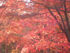 とものり１さんの県立座間谷戸山公園の投稿写真1