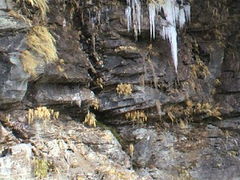 ݂񂮂݂₿搶̂ۂۂ@Mi~Gjւ̓eʐ^1