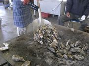 񂿂񂳂̂ ܂̓eʐ^1