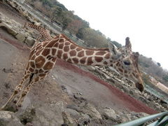 �ɓ��A�j�}���L���O�_���@���߂܂�̎ʐ^1