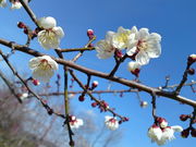 h~񂳂̓암~т̓eʐ^1