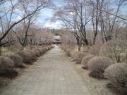 ���Ӄo�i�i��������ȎR�������̍��̓��e�ʐ^1