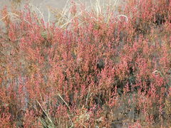 �\��΂̃T���S���Q���̎ʐ^1